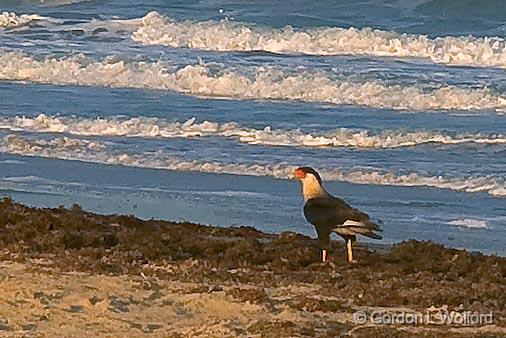 Caracara On The Beach_42865.jpg - Crested Caracara (Caracara cheriway)Photographed along the Gulf coast on Mustang Island near Corpus Christi, Texas, USA.